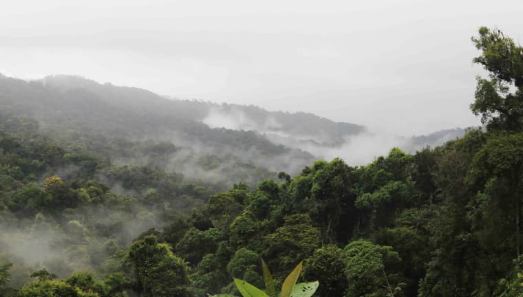 Generation Forest Panama